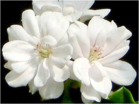 �A�C�r�B�E�[���j�E��(Ivy geranium)