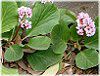 �x���Q�j�A(Bergenia)