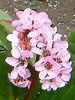 �x���Q�j�A(Bergenia)