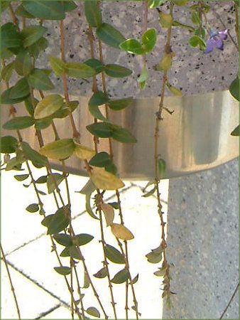 �q���c���j�`�j�`�\�E74