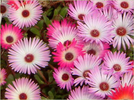 ���r���O�X�g���f�[�W�[(Livingstone daisy)