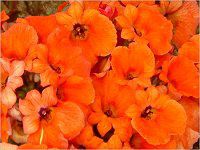�l���V�A �iNemesia�j