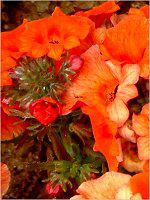 �l���V�A(Nemesia)