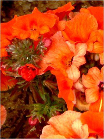 �l���V�A(Nemesia)