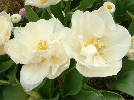 �`���[���b�v(Tulip)