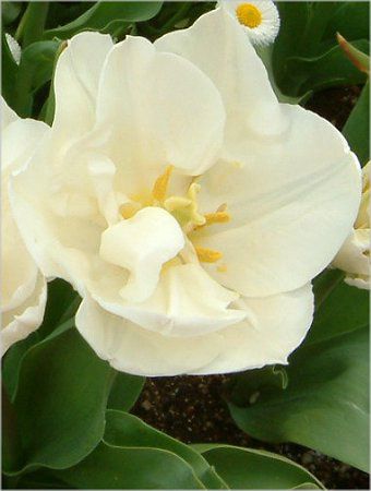 �`���[���b�v(Tulip)