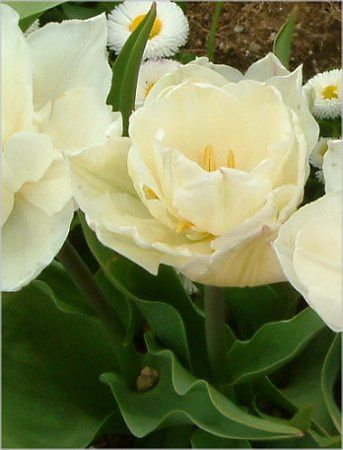 �`���[���b�v(Tulip)