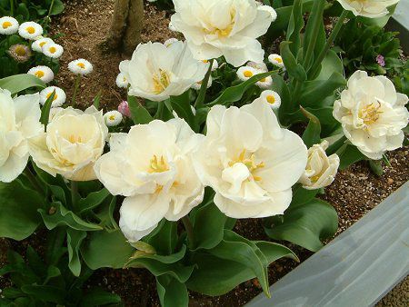 �`���[���b�v(Tulip)