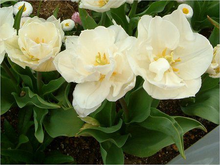 �`���[���b�v(Tulip)