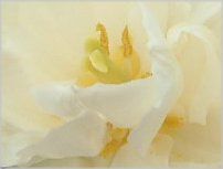 �`���[���b�v(Tulip)