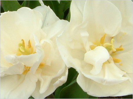 �`���[���b�v(Tulip)