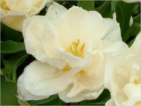 �`���[���b�v(Tulip)