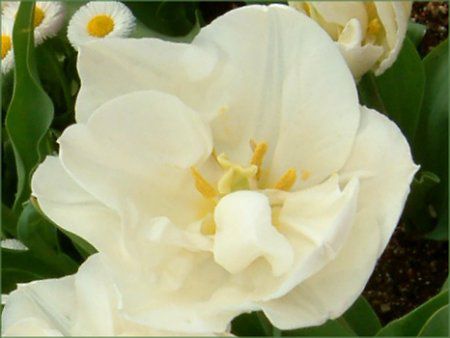 �`���[���b�v(Tulip)