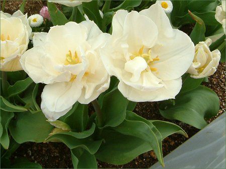 �`���[���b�v(Tulip)