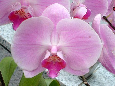 �R�`���E����(�Ӓ���)-pink-winter