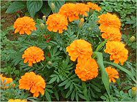 �}���[�S�[���h(Marigold)