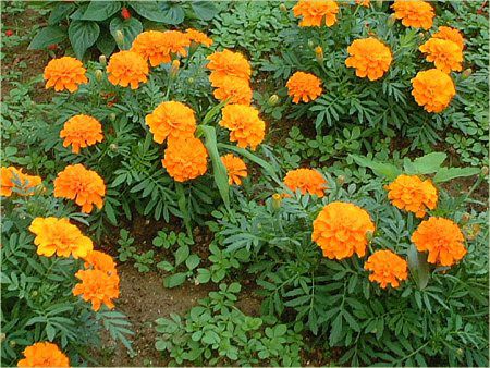 �}���[�S�[���h(Marigold)