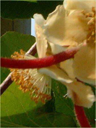 �L�E�C(Kiwi)
