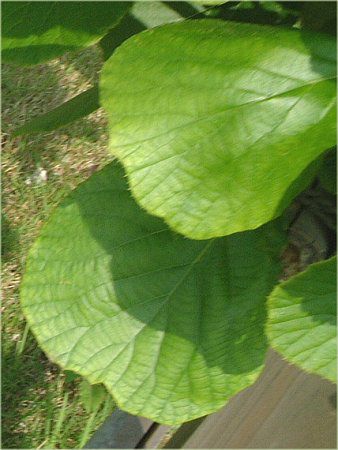 �L�E�C(Kiwi)