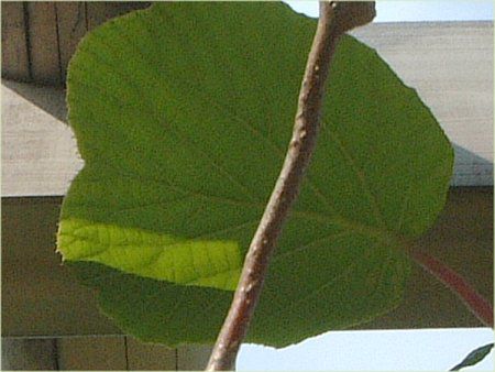 �L�E�C(Kiwi)