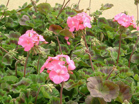 �[���j�E��(Geranium)