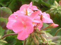 �[���j�E��(Geranium)