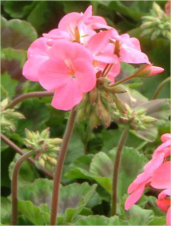 �[���j�E��(Geranium)
