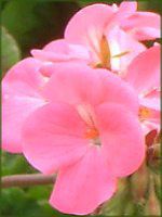 �[���j�E��(Geranium)