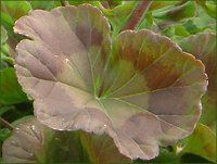 �[���j�E��(Geranium)