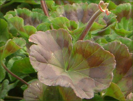 �[���j�E��(Geranium)