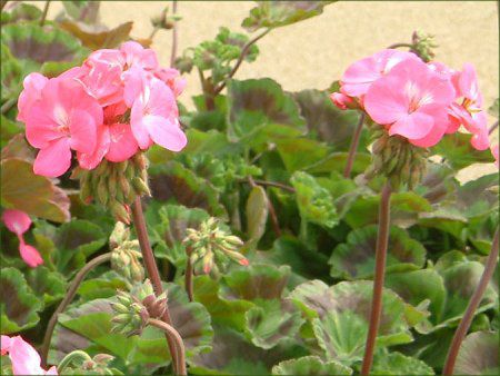�[���j�E��(Geranium)