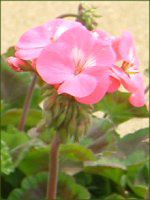 �[���j�E��(Geranium)
