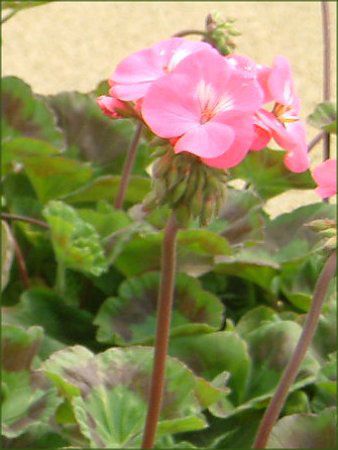 �[���j�E��(Geranium)