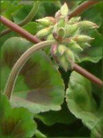 �[���j�E��(Geranium)