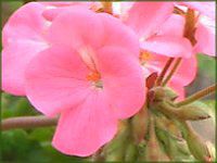 �[���j�E��(Geranium)
