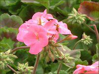 �[���j�E��(Geranium)