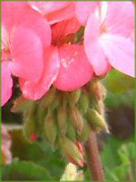 �[���j�E��(Geranium)