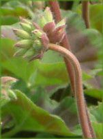 �[���j�E��(Geranium)