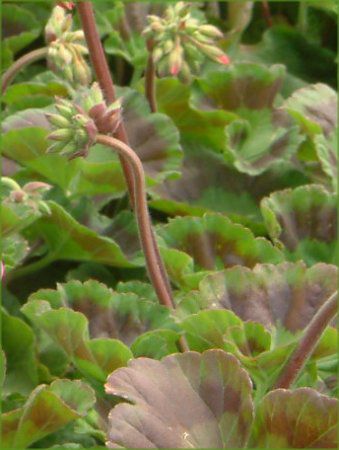 �[���j�E��(Geranium)