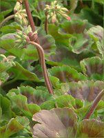 �[���j�E��(Geranium)