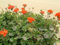 �[���j�E��(Geranium)