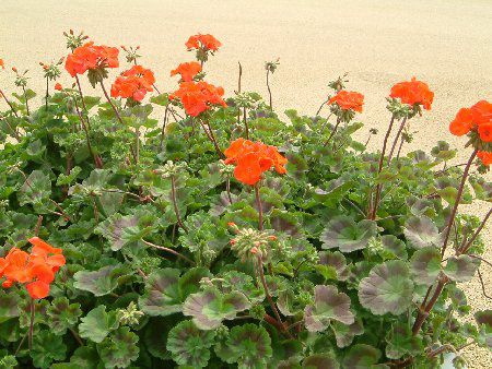 �[���j�E��(Geranium)5