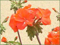 �[���j�E��(Geranium)