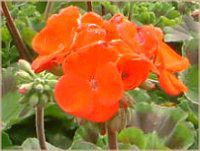 �[���j�E��(Geranium)