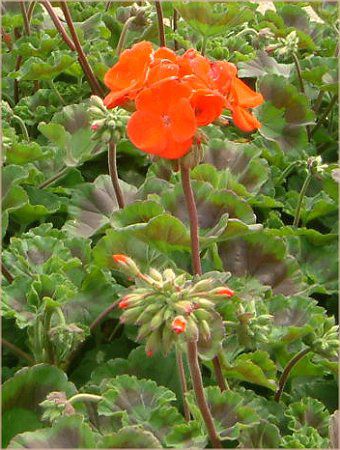 �[���j�E��(Geranium)