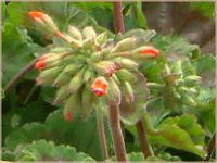 �[���j�E��(Geranium)