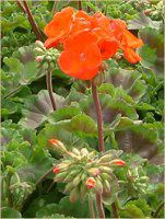 �[���j�E��(Geranium)
