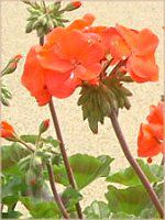 �[���j�E��(Geranium)