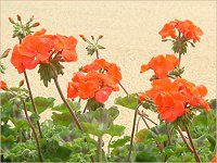 �[���j�E��(Geranium)