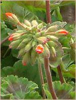 �[���j�E��(Geranium)